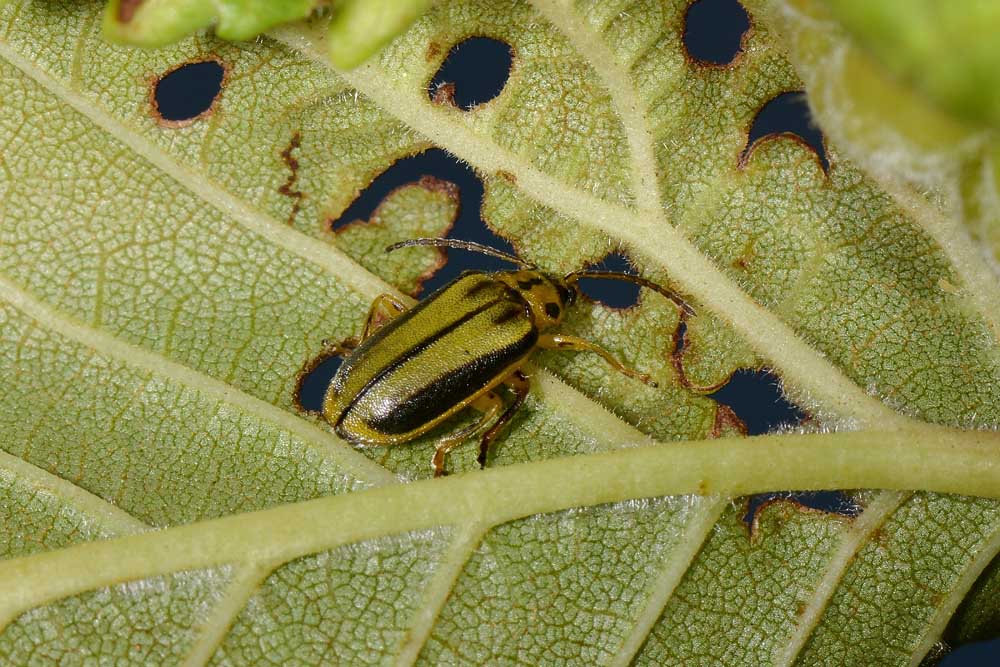 Chrysomelidae: Galerucella (Xanthogaleruca) luteola, ex Xanthogaleruca luteola